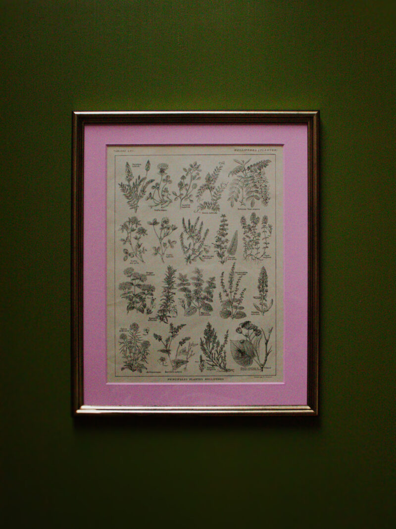 framed botanical print